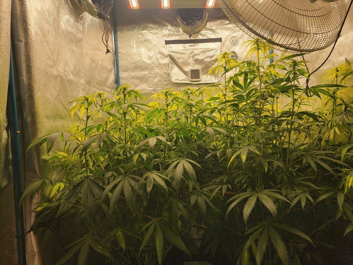 KC_Flower_Power tweet picture