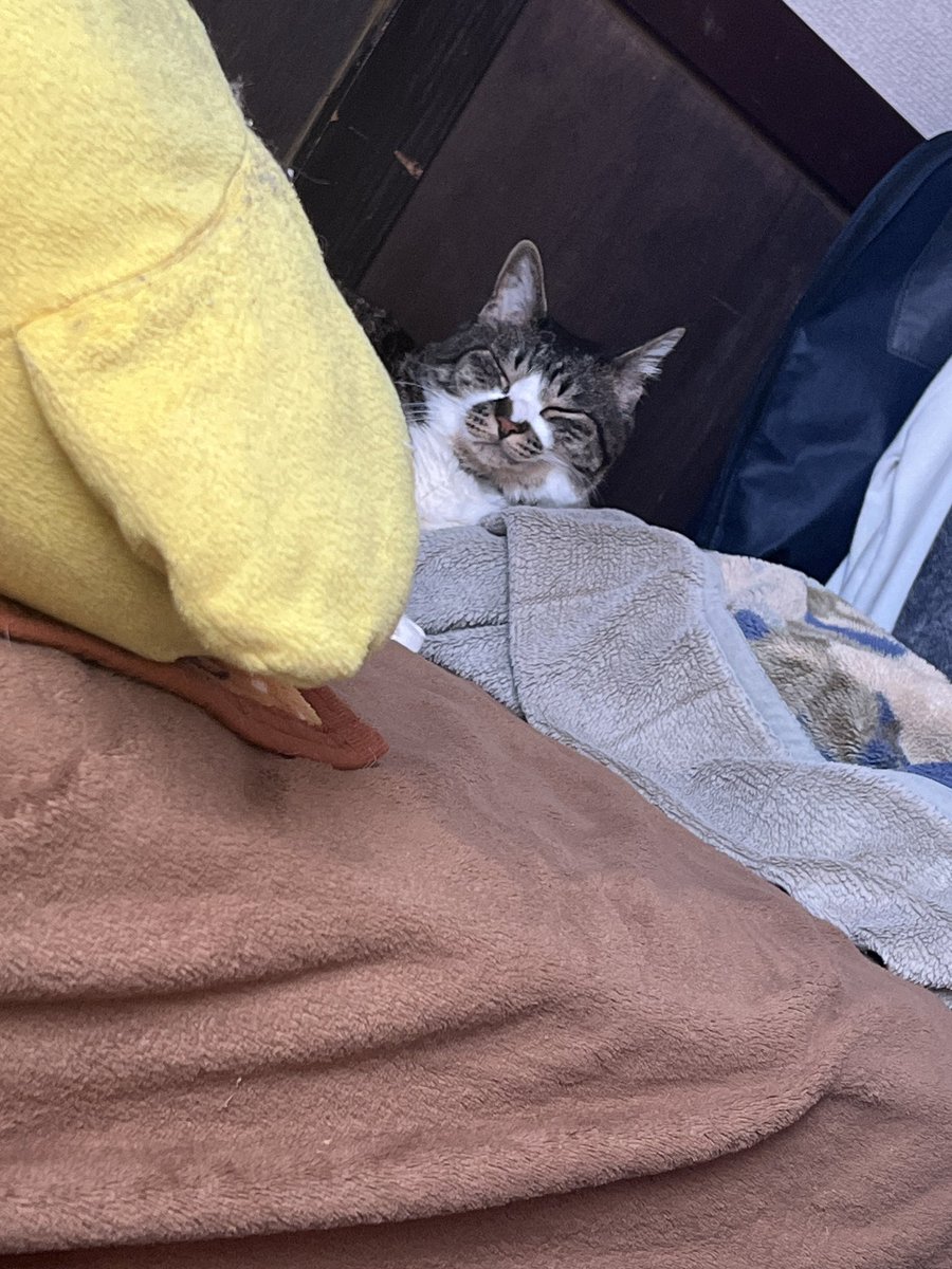 Mac_osu's tweet photo. 飼い主夏に向けてお部屋を片付けたんですが……部屋を片付けると決まってマックがチェックしに来ます笑
そしてそのまま気に入った場所で少し寝るんです笑
これは少し寝たあとのポケポケマック😴
#猫好きな人と繋がりたい 
#猫のいる生活 
#猫がいる幸せ https://t.co/asFb7vMRlY