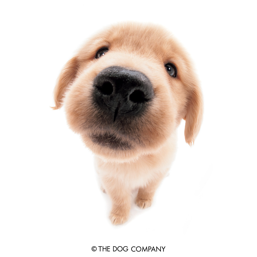 You know what I'd really like now? A double-tap on my nose as a sign of my cuteness!

#goldenretriever #goldenretrieverpuppy #goldenretrieverlover #goldenretriever_pictures #goldenretrieveroftheday #dog #dogstagram #dogsofinstagram #puppy #instadog #thedog #thedogandfriends
