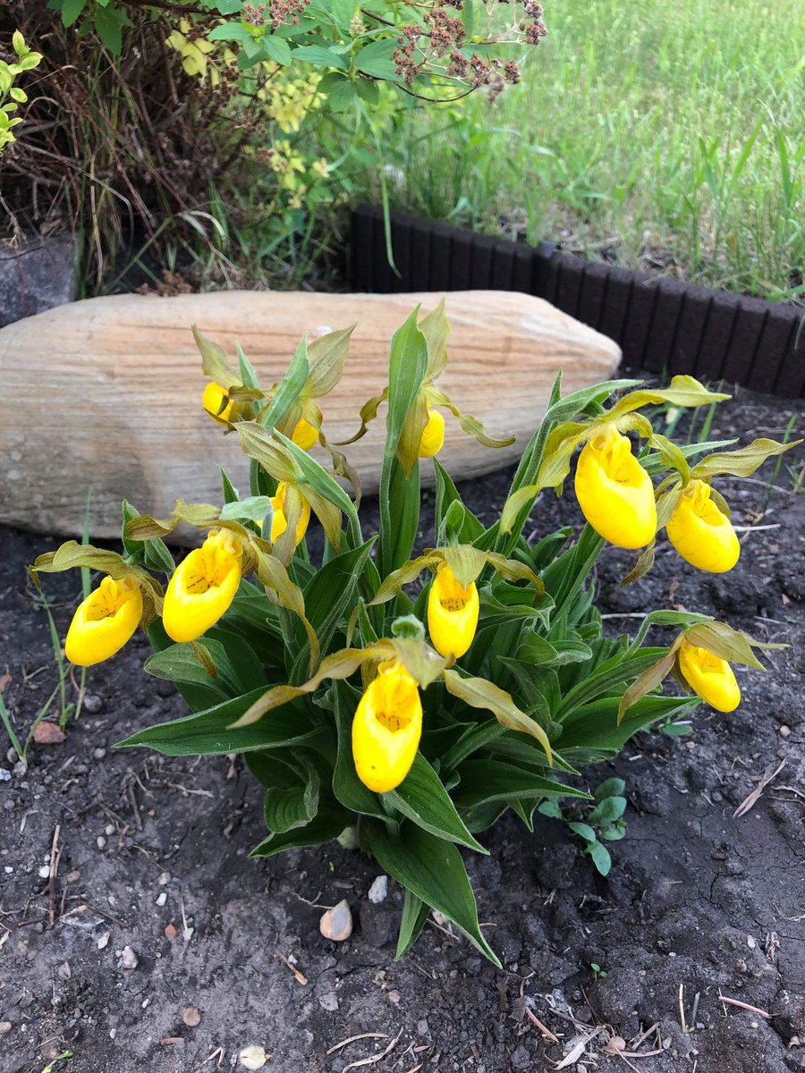 patginter's tweet photo. @admired_art These are called Lady Slippers and grow wild in Manitoba and Saskatchewan. #ladyslippers #flowers https://t.co/YDIKVZlJTx
