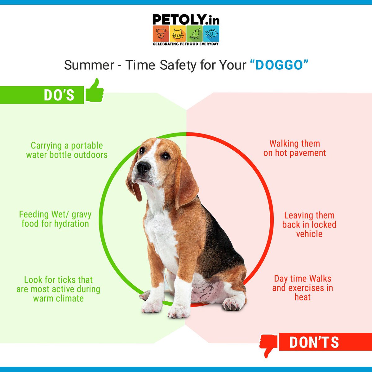 petolyin's tweet photo. You know you got to be watchful towards your pets during summers. Here are a few basics to take care of them this season. 

#petparent #pets #petsofinstagram #catsofinstagram #dogsofinstagram #petcare #summerpetcare #petsofpetoly #welovepets #petstore #onlinepetstore https://t.co/hlNh7PRb6d