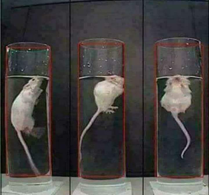NoSoyBuenaOnda's tweet photo. ¿Por qué tantos mexicanos soportan las atrocidades de este mugroso gobierno asumiendo que estan siendo rescatados, cuando en realidad los tienen con el agua hasta el cuello?

En 1950, Curt Richter, un profesor universitario, condujo un experimento espeluznante con unas ratas para estudiar cuanto tiempo podían sobrevivir antes de ahogarse.

Primero tomó una docena de ratas, las puso en unos tarros de cristal, los llenó con agua y observó como se ahogaban. Las jarras eran muy grandes, así que las no podían agarrarse a los lados, o saltar fuera.
De media, dejaban de resistirse tras unos 15 minutos.
Pero entonces, Richter le dio un giro a su experimento.

Justo antes de que murieran de cansancio, los investigadores sacaban a las ratas de los frascos, las secaban y las dejaban descansar unos minutos para volver de nuevo a ponerlas dentro para una segunda vuelta.

¿Cuánto tiempo crees que duraron las ratas? ¿Otros 15 minutos? ¿10 minutos? ¿5? No, 60 horas.
No es un error, las ratas nadaron durante 60 horas.
Los resultados demostraron que tras “salvar” a las ratas justo antes de que se ahogaran hizo que éstas nadaran aproximadamente 240 veces más cuando se las volvía a poner dentro del frasco. 
Hubo una rata que nadó durante 81 horas, antes de irremediablemente ahogarse por fatiga.

La conclusión es que las ratas creyeron que iban a ser rescatadas, y por eso continuaron nadando a un nivel que previamente se pensó que era imposible.
Esta historia se suele explicar en psicología positiva como ejemplo de la importancia de la “esperanza y la momentánea sensación de bienestar”.

Es obvio que la mayoría de gente puede soportar más cuando reciben un pequeño estímulo, llámese dadiva, razón o conveniencia y paran o abandonan cuando no tienen esperanza o suficiente apreciación de que alguien los va a salvar de su desgracia sin darse cuenta que quien supuestamente los salva es quien induce esta situación de calamidad, para mantener viva la esperanza. 
(Primero los pobres dicta el slogan, porque son los últimos en darse cuenta del engaño)

Este gobierno sabe muy bien esto, por lo que nos llena de falsa esperanza y optimismo con su mugrosa "mañanera y los otros datos" aunque no sean mas que patrañas y nos este llevando la chingada, la cosa es mantener la expectativa de que algun bendito día la milagrosa mano de un mesías por fin nos salvara de nuestro inexorable destino como nación!!!