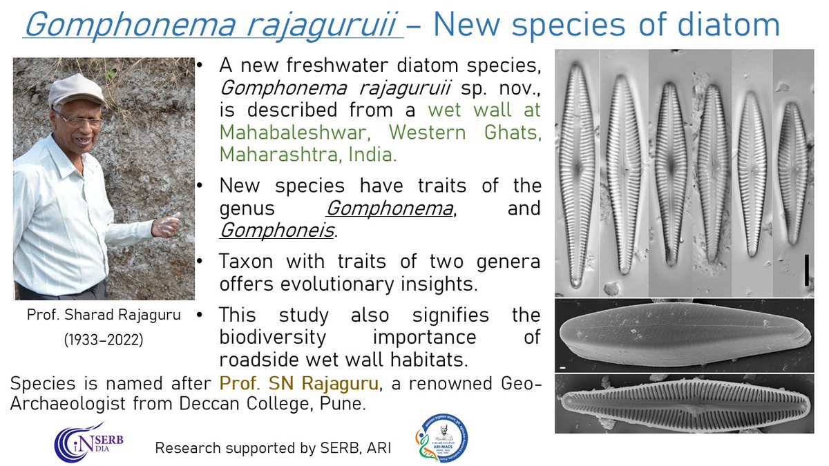 𝙂𝙤𝙢𝙥𝙝𝙤𝙣𝙚𝙢𝙖 𝙧𝙖𝙟𝙖𝙜𝙪𝙧𝙪𝙞𝙞 sp. nov., a new diatom (Bacillariophyceae) species from the Western Ghats, India. Research work supported by <a href="/serbonline/">SERB</a> <a href="/ari_pune/">Agharkar Research Institute</a> 
Full Paper: biotaxa.org/Phytotaxa/arti…
