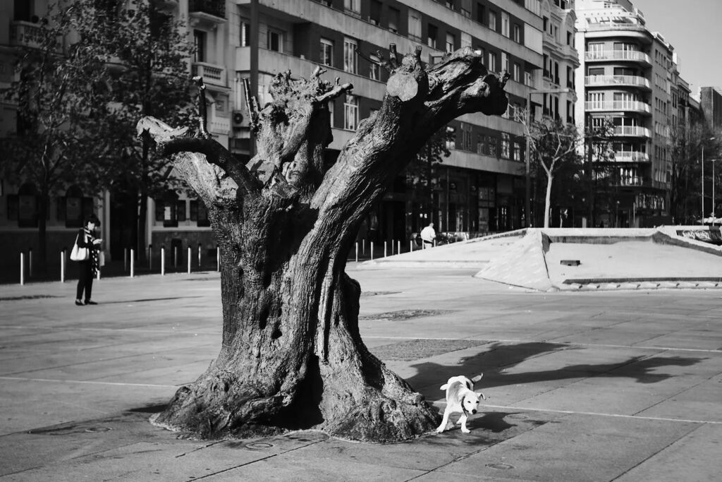 jjcano80's tweet image. .
.
.
.
.
.
#arquitectura
#architecture
#fujifilmxt3
#35mm 
#blancoynegro
#blackandwhite
#minimalist
#fb
#streetphotography
#urbanandstreet
#dog.
.
.
.
.
.
#arquitectura
#architecture
#fujifilmxt3
#35mm 
#blancoynegro
#blackandwhite
#minimalist
#fb
#streetphotography
#urbana…