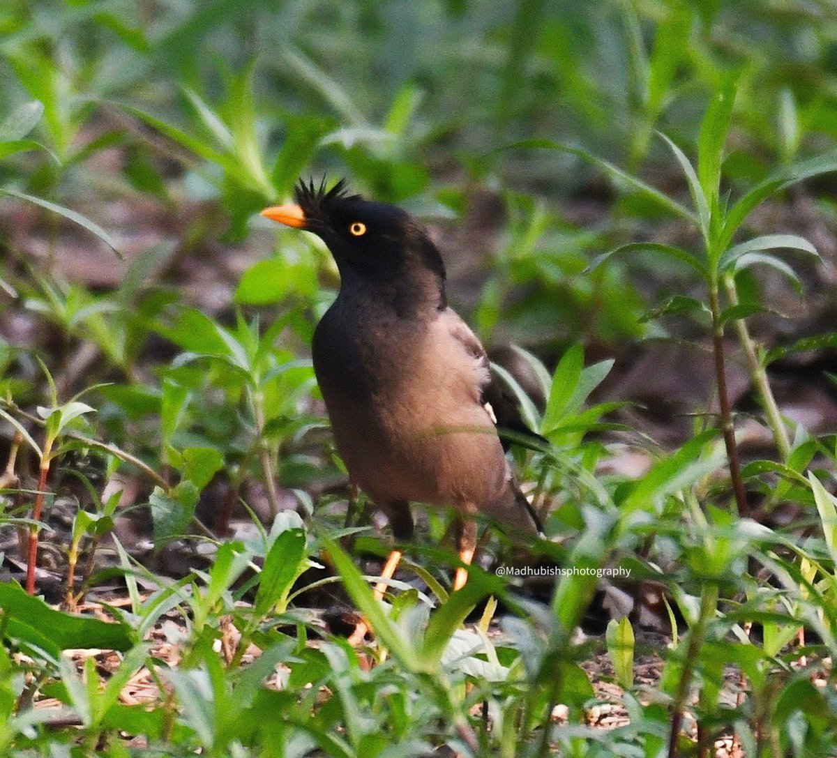 Jungle Myna giving a dirty stare 😄 #BirdsSeenIn2023 @IndiAves @NGTIndia @natgeowild @NatGeo @Britnatureguide #BBCWildlifePOTD #JungleMyna #nature #wildlife #BotanicalGardens #Shibpur @Team_eBird