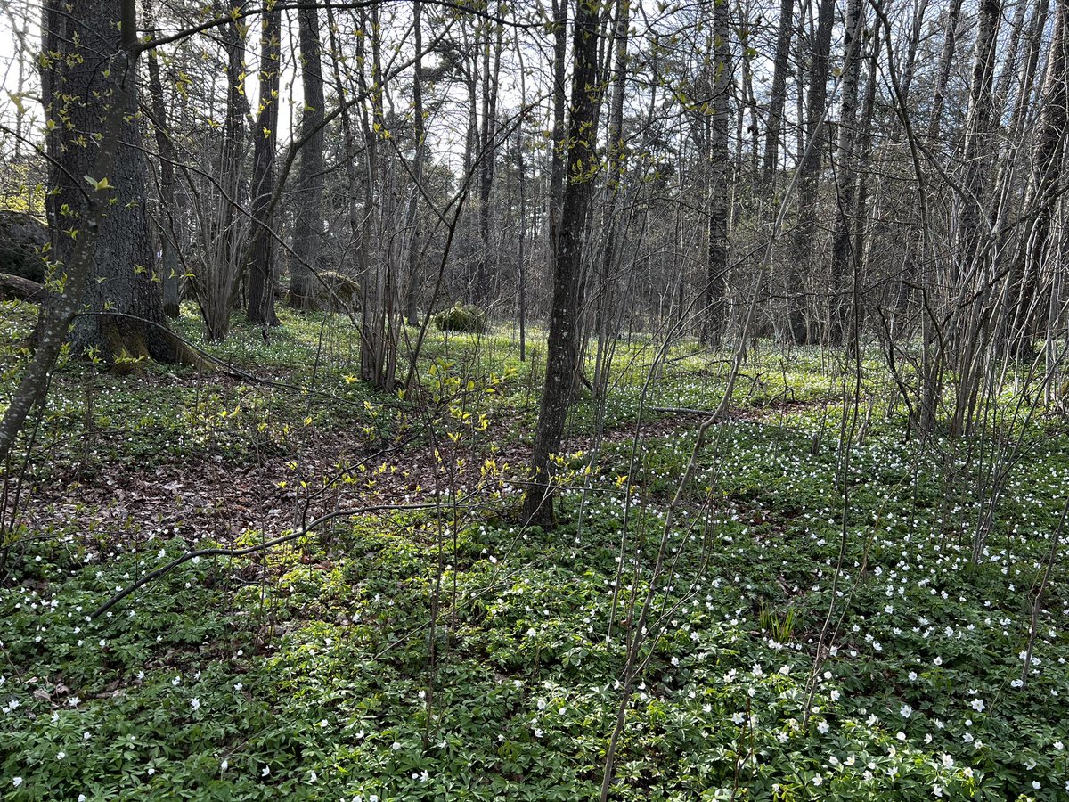 Perwis's tweet photo. Spring has arrived in Stockholm. https://t.co/iEGUxAwkiz