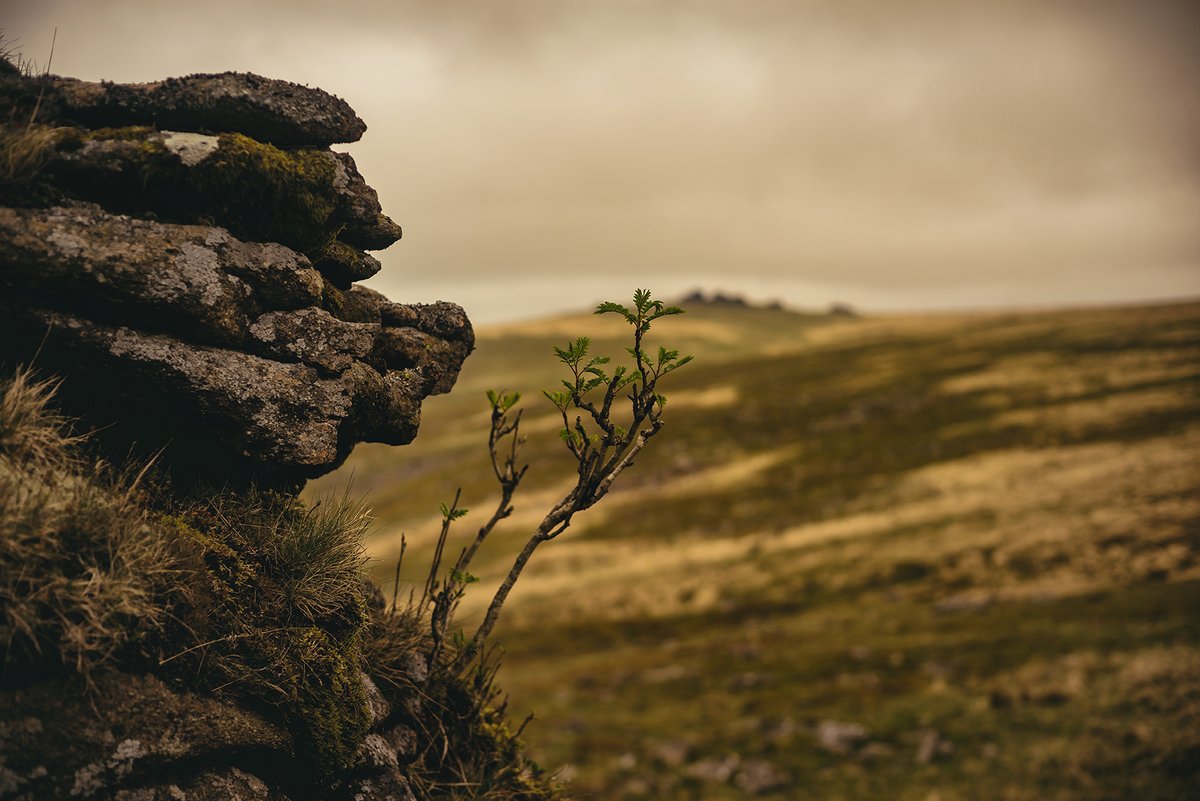GlavindStrachan's tweet photo. Holding On - a #rowan on the edge of #SharpTor on #Dartmoor 💚 #DartmoorPhotography #DartmoorPhotographer https://t.co/iURPd2S1ub