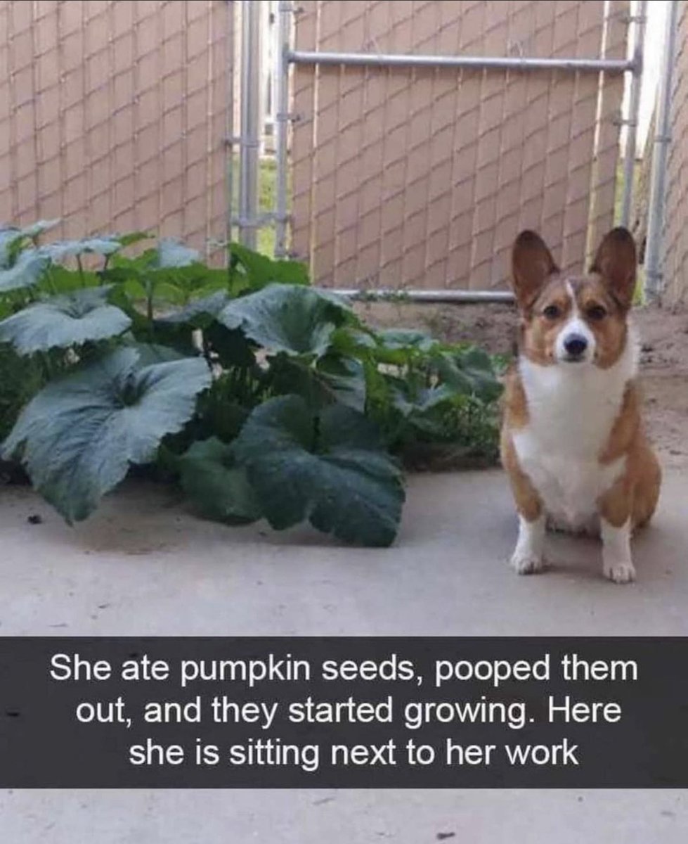 Gardening is important (and fun)
Belated #PlantASeedDay entry

Plant seeds🔜Harvest crops 

__
@mayemusk @kimbal 
Credit unknown (originally seen on FB)