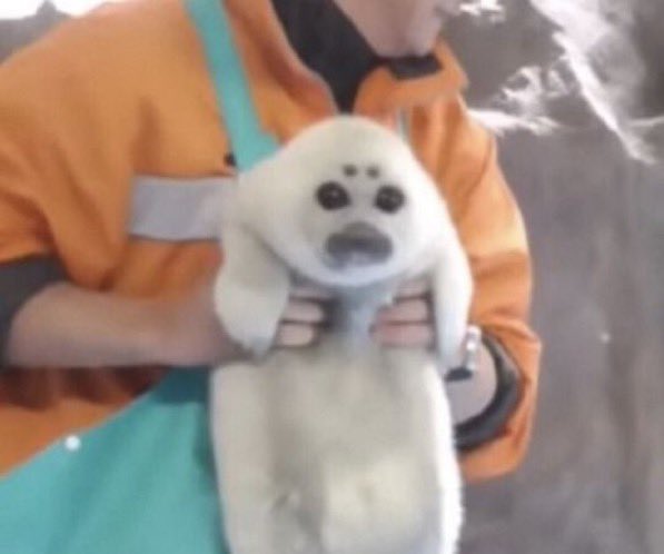 мιѕтєя н (@wolfmanhackett) on Twitter photo 