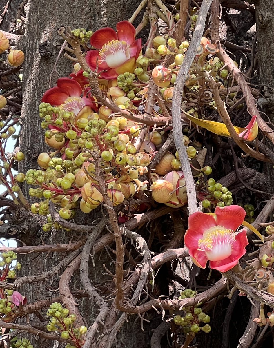 _myartjournal's tweet photo. I saw this this Naga linga tree at #Mannarsala Sree #Nagaraja Temple in #Kerala a few weeks back. I was fascinated by the hooded bright flower. Never saw such a flower and sculptural tree before. #shivalinga #uniqueflower https://t.co/ajioPxeORD