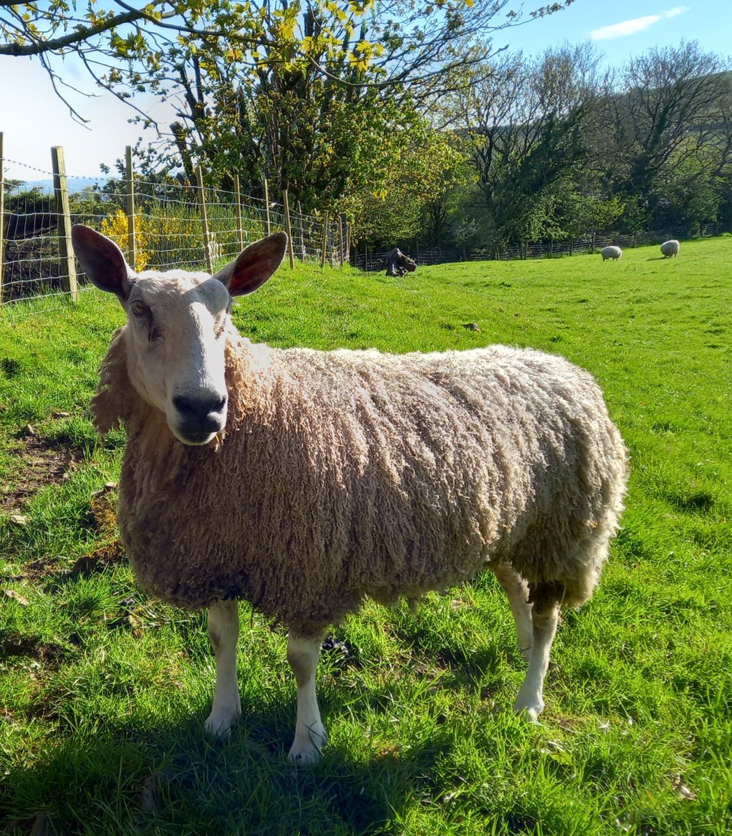A sheep a day in May 

💖 ⭐️ Alia ⭐️💖

#animalsanctuary #sheep365 #sheep #bluefacedleicester #thechampion #fleece #wool #nonprofit #Amazonwishlist #foreverhome #animallovers 
#sponsorasheep

woollypatchworkshe.wixsite.com/website