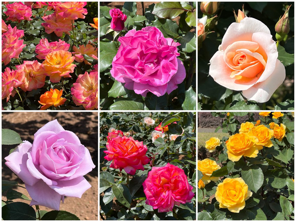 mariajamts's tweet photo. ただ、今回の収穫として、真紅の薔薇にしか興味がないと思っていた母が、やたら黄色い薔薇に惹かれて欲しがっていたので、今年の母の日は黄色い薔薇をプレゼントしようと思う🙄 https://t.co/4dOZWU7Hu5