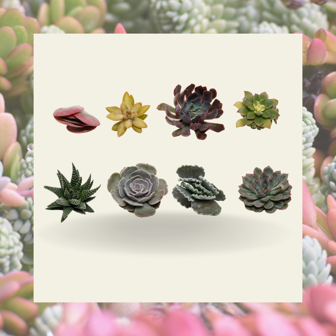 LockSucculents's tweet photo. Ooit gehoord van snijsucculenten? 💭 Je vindt ze nu in ieder geval in ons assortiment! We hebben een zomer- en wintermix en ook nog Echeveria en Haworthia snijsoorten - voor ieder wat wils dus! ✨ #snijsucculenten #succulenten https://t.co/lt6hrsjDqE
