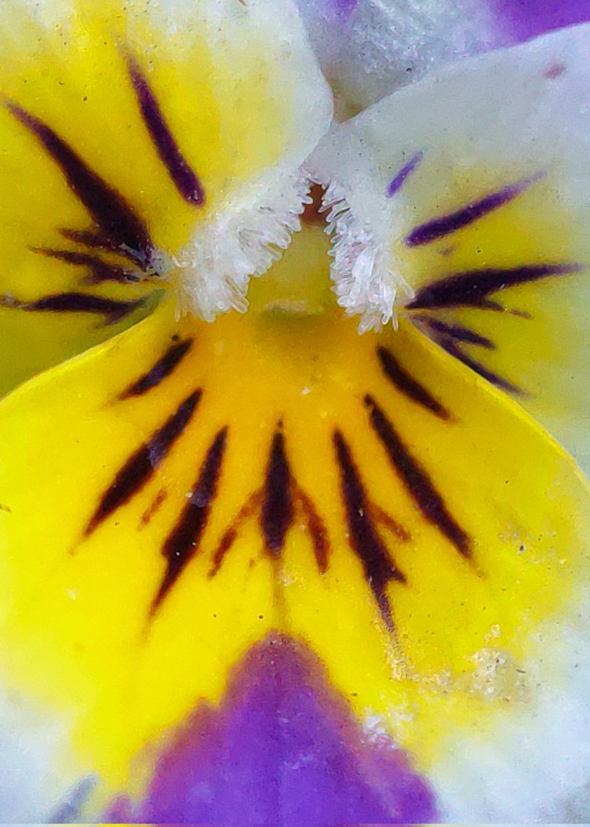 lupus_sch's tweet photo. Spring shots
#SpringOnSnapdragon
@oneplus & @Snapdragon
#ShotOnSnapdragon
#ShotonOnePlus 9pro + microscope lense https://t.co/azcqr1FnFw
