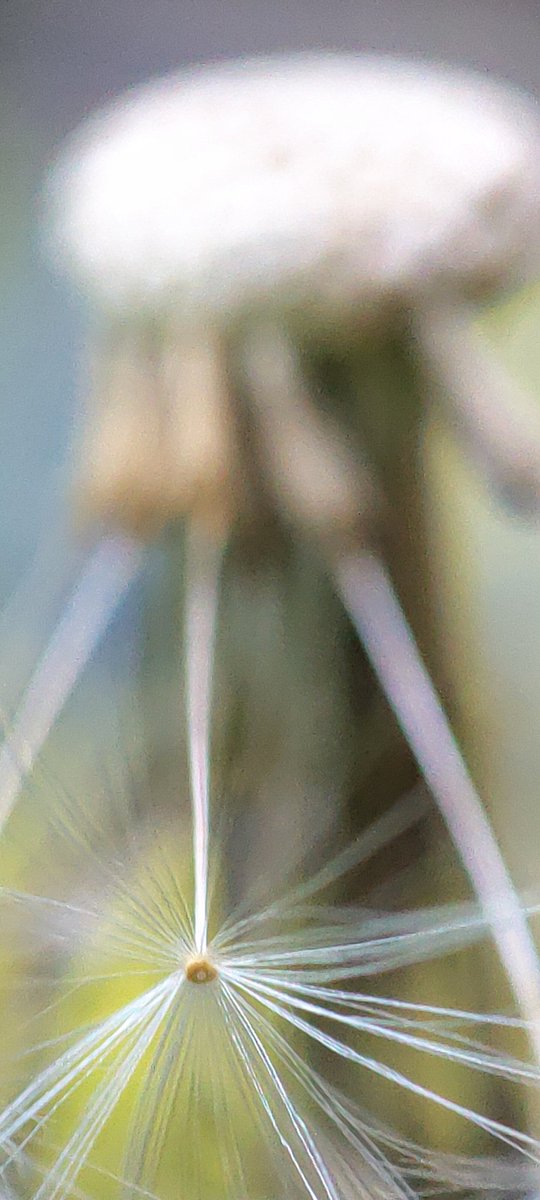 lupus_sch's tweet photo. Spring shots - experimental
#SpringOnSnapdragon
@oneplus & @Snapdragon
#ShotOnSnapdragon
#ShotonOnePlus 9pro + microscope lense https://t.co/rvTVtoiNJv