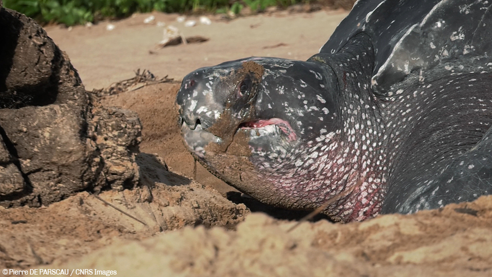 🐢 Dans quelques jours se tiendra la journée mondiale des espèces menacées. Depuis 2006, cet événement a pour but de sensibiliser le monde au devenir de ces espèces et aux mesures à prendre pour les protéger. C’est l’occasion pour nous de vous présent… instagr.am/p/CsAxXPOsDwZ/
