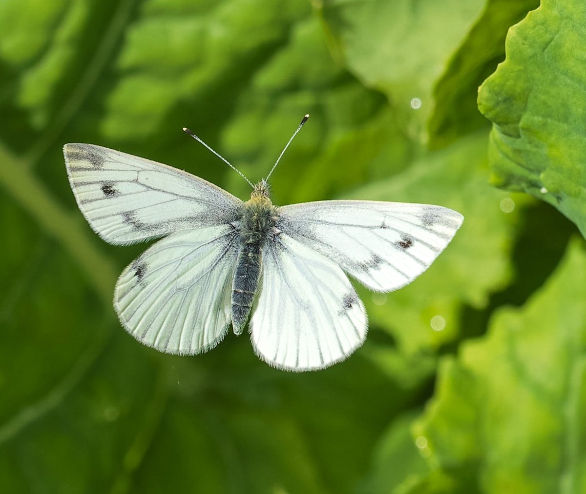 Andrew Fusek Peters tweet media