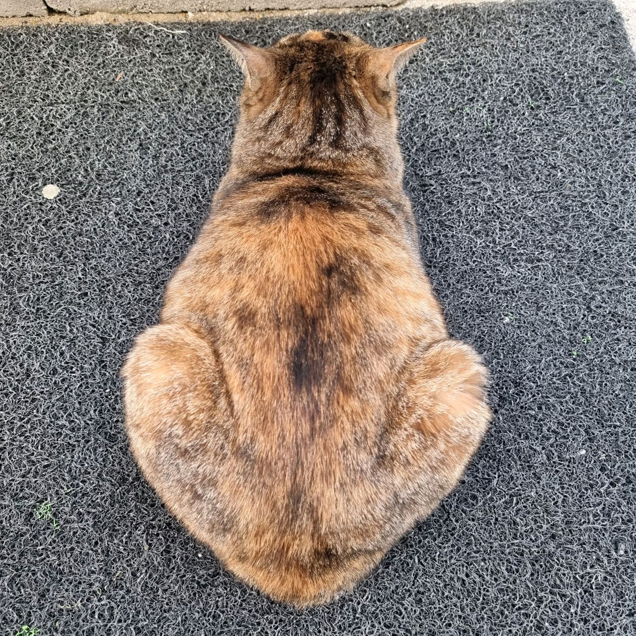 🐶🌼 (@retrievermsgs) / Twitter