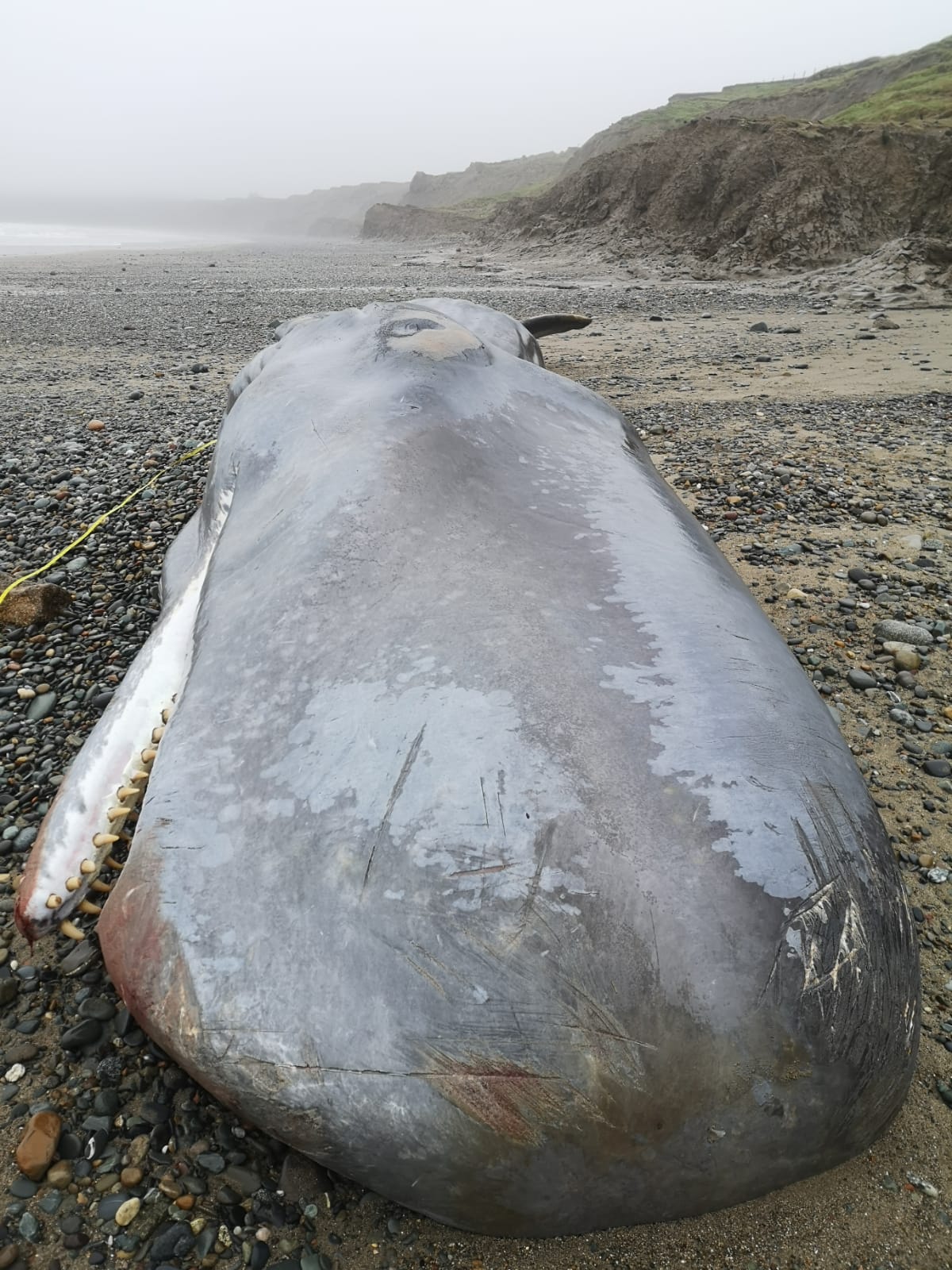 Sixth Sperm Whale Dies on British Beach