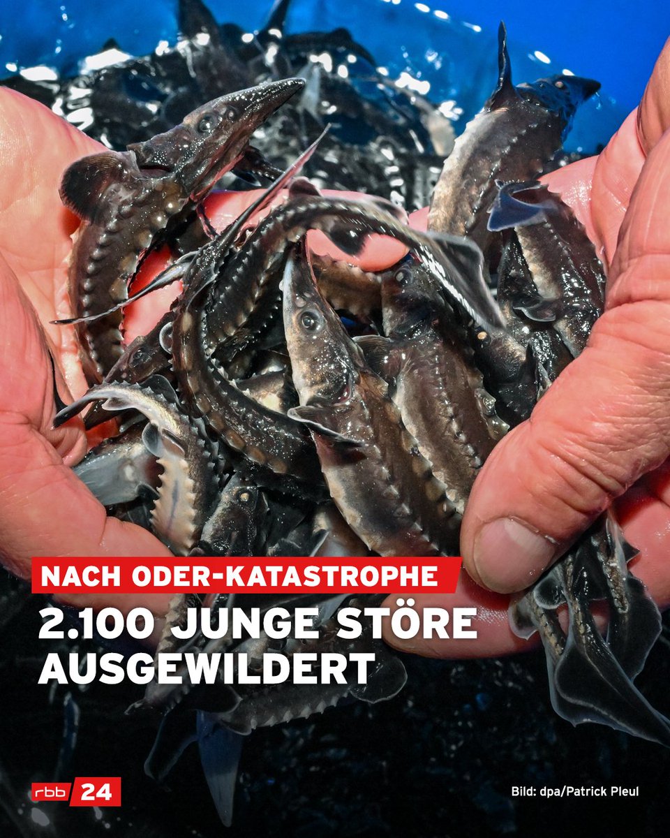 Acht Monate nach dem massenhaften #Fischsterben in der #Oder sind in dem Grenzfluss wieder 2.100 Baltische #Störe ausgesetzt worden. Wahrscheinlich waren ein hoher Salzgehalt, Niedrigwasser, hohe Temperaturen und das Gift der #Goldalge die Ursachen für das Fischsterben.