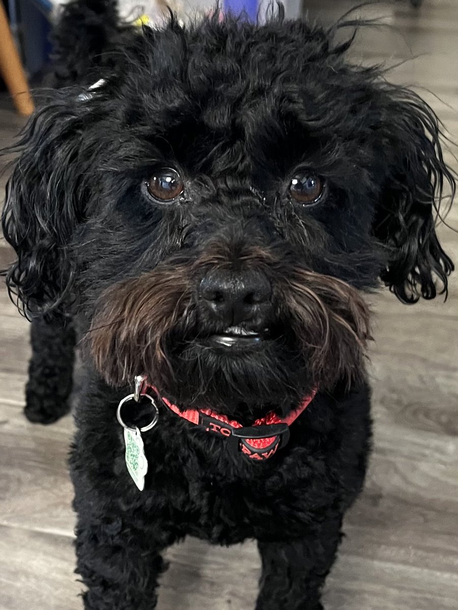 Went to the fur stealer the other day. You can hardly tell. I’m already so scruffy. I’ll give you a boop anyway😊

#dogsoftwitter 

#twinsiesontwitter