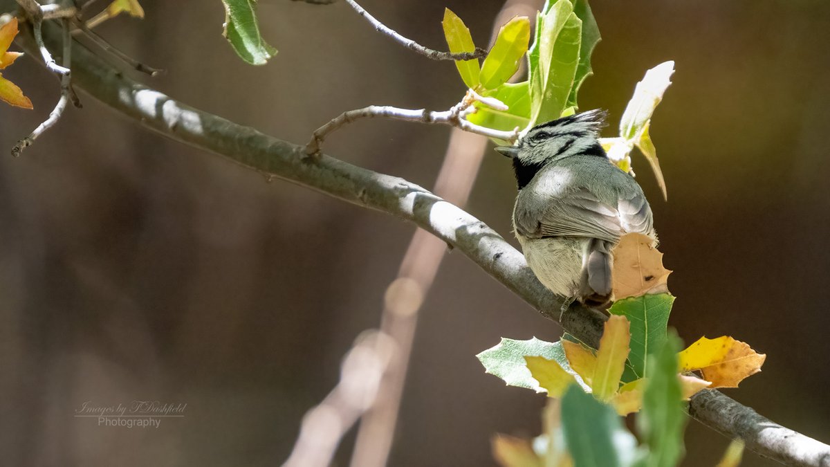 It's #titmousetuesday and here is a speedy lil rascal that I captured while hiking in the Madera Canyon in Arizona.  #bridledtitmouse #birdphotography #wildlifephotography #visitarizona