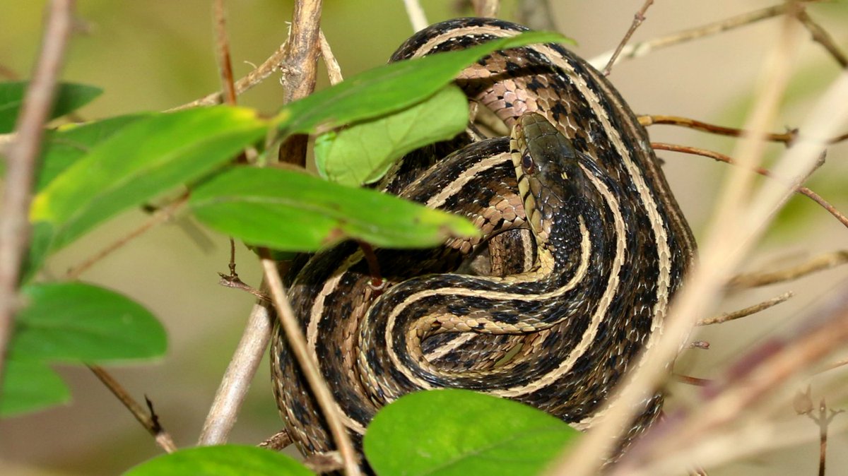 Save The Snakes tweet media