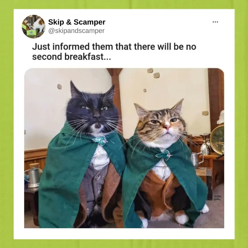 SkipandScamper's tweet photo. I don't think he knows about second breakfast, Pip. 

#lotr #cats #hobbits #catmemes #pets #secondbreakfast https://t.co/dfG6e1IzPV