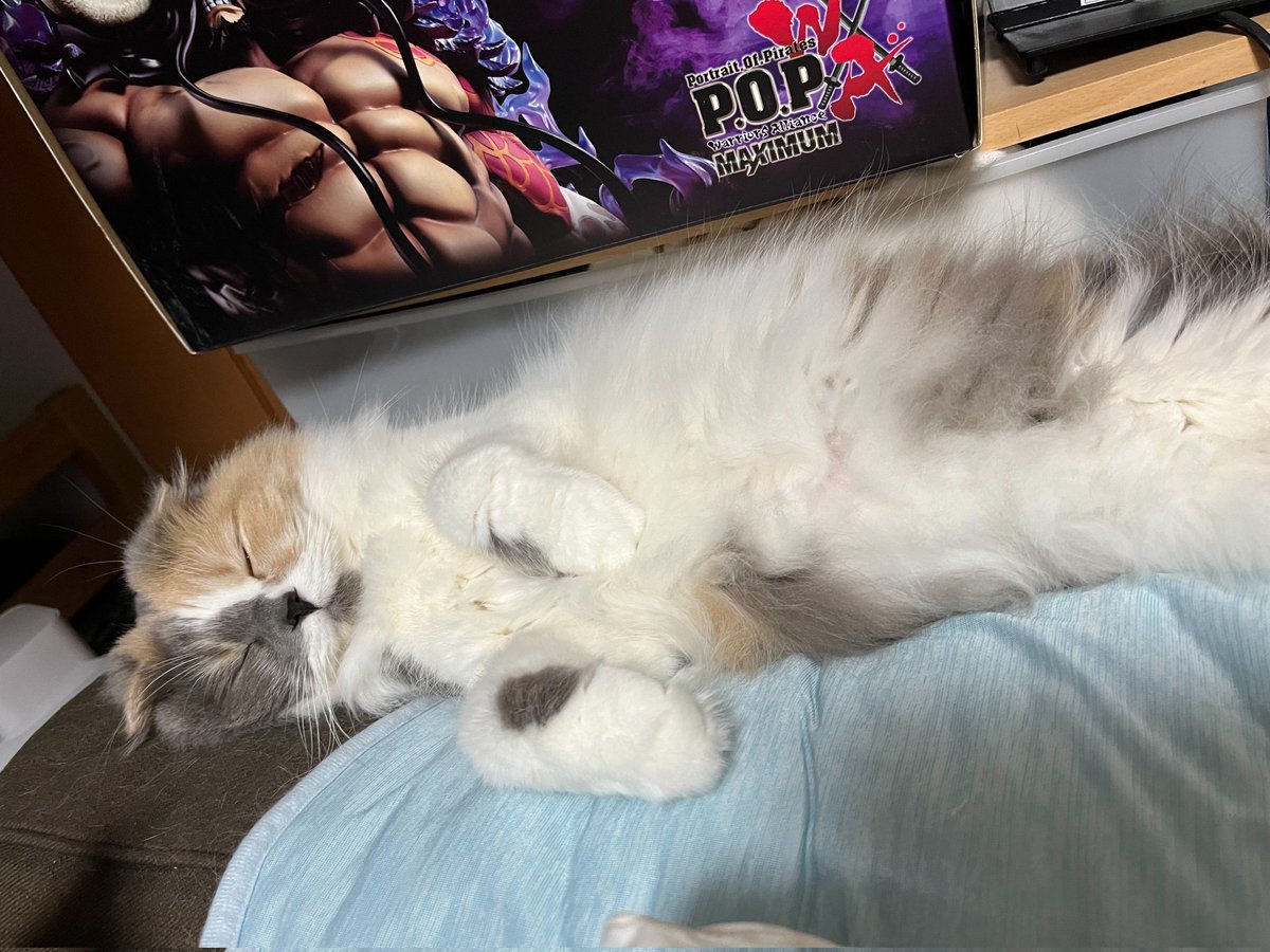 MoKo_1_16's tweet photo. 声出る気をつけて

#ねこ #猫 #もこ #スコティッシュフォールド #猫のいる暮らし #猫のいる生活 https://t.co/FGld89FuYP