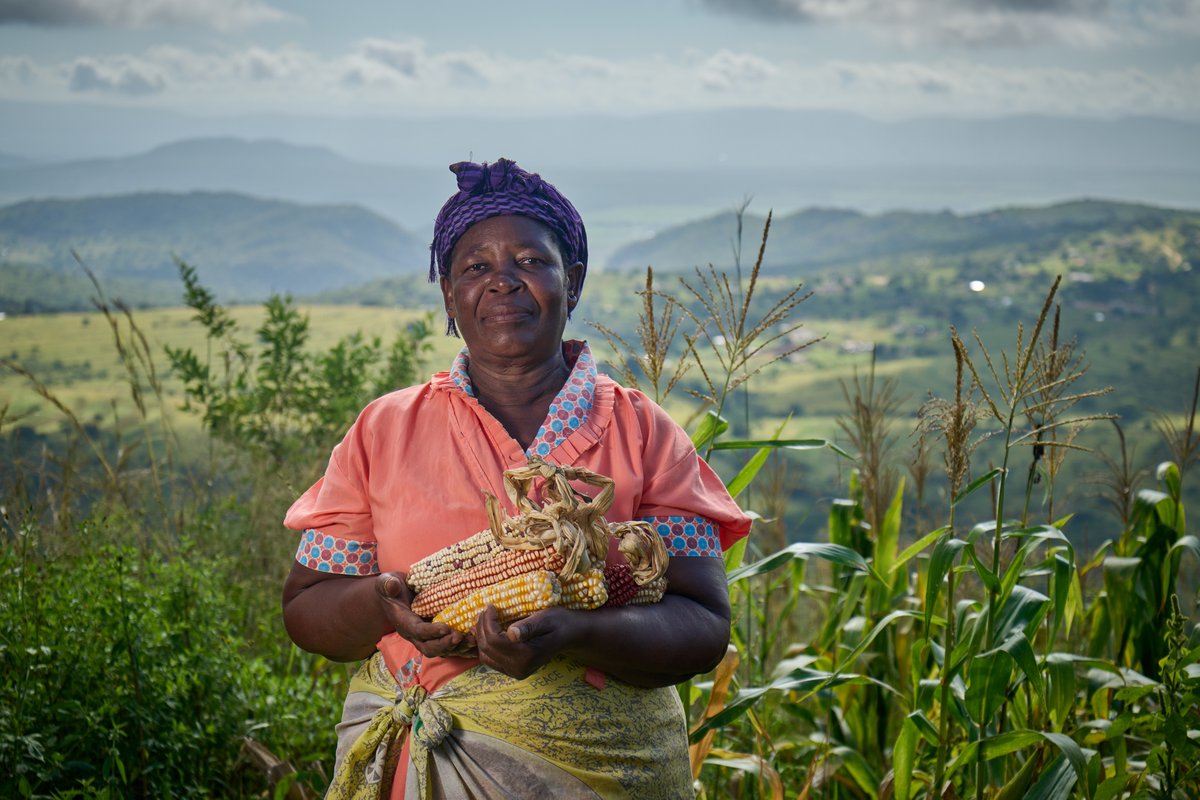 Agroecology has emerged as a powerful tool for building resilience in farming communities in KwaZulu-Natal. Full article through the link: africanbiodiversity.org/agroecology-bu… @Venter3 @natureswisdom @fassilgeb @FundAgroecology @SwiftFoundation @SwedBio @Sweden @bread4theworld @Biowatch_SA