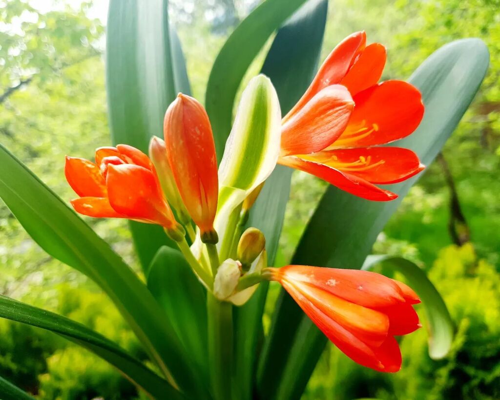 Spring in our yard 🏵
.
.
.
#bohemianliving #bohemianhouse #bohemiangarden #bohemianvibe #bohemianhouses #bohovibes #boholifestyle #bohemianhome #bohohippie #bohohome #bohoinspiration #bohoinspo #bohoinspired #bohemianinspo #bohemianinspiration #bohemianinspired #hippieheart …