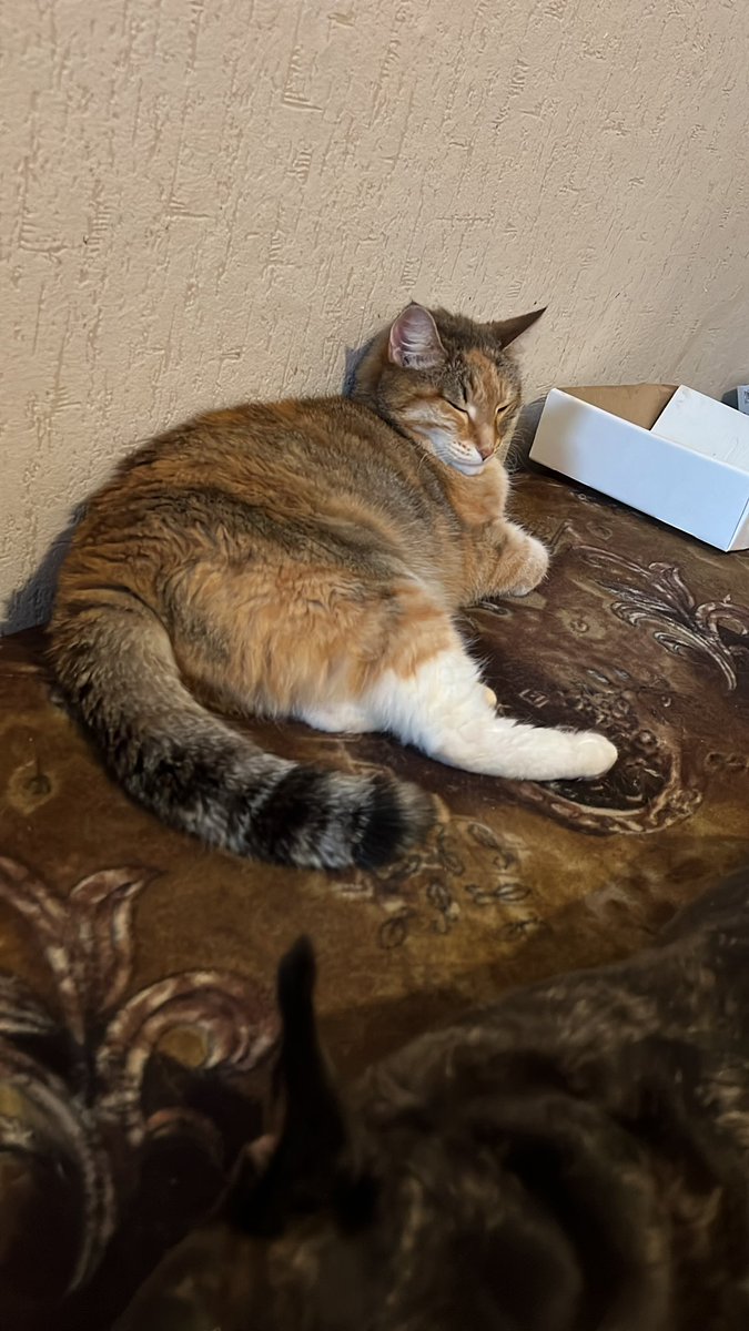 Леденящий Душу Пиздец 𓆏 on Twitter: "Друзья, мы с Д. ищем квартиру ...