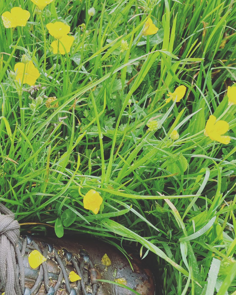 TalkingOutdoors's tweet photo. Taking time to find our way through the drenched green fields of buttercups.. #ecotherapy #outdoortherapy #connect #notice #explore #walk #wonder #slowdown #reflect #understand #bekind  #accept #selfcare #findyourpath #findyourself #move #forward https://t.co/K6hjfrxHhD