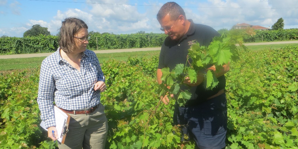 plant_clean's tweet photo. NCPN works with 7 specialty crops across the country. The network works with industry leaders, researchers, state regulators, and clean plant centers to product and distributes virus-tested plant material in the U.S. To learn more about which crops, visit https://t.co/RRyesfkOyg https://t.co/PztYaNjsEX