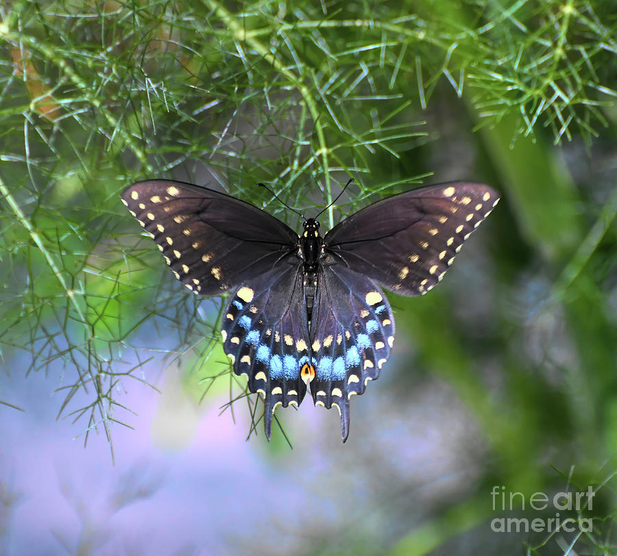 KerriFar's tweet photo. “Live in the sunshine, swim the sea, drink the wild air.” - Emerson - https://t.co/fhtYtzFQ9O ~ #Butterfly #NatureLover ~ https://t.co/I81f6MYz7P - #NewRiverNature #ButterflyLover https://t.co/Q9FrJXXjgW