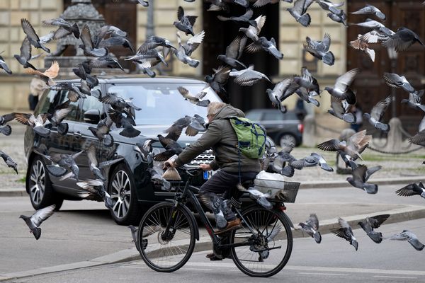 Vetitude's tweet image. Souffrance animale : le #gazage, une méthode "cruelle" mais légale pour contrôler les populations de #pigeons

ow.ly/yLXg50Oi8VQ