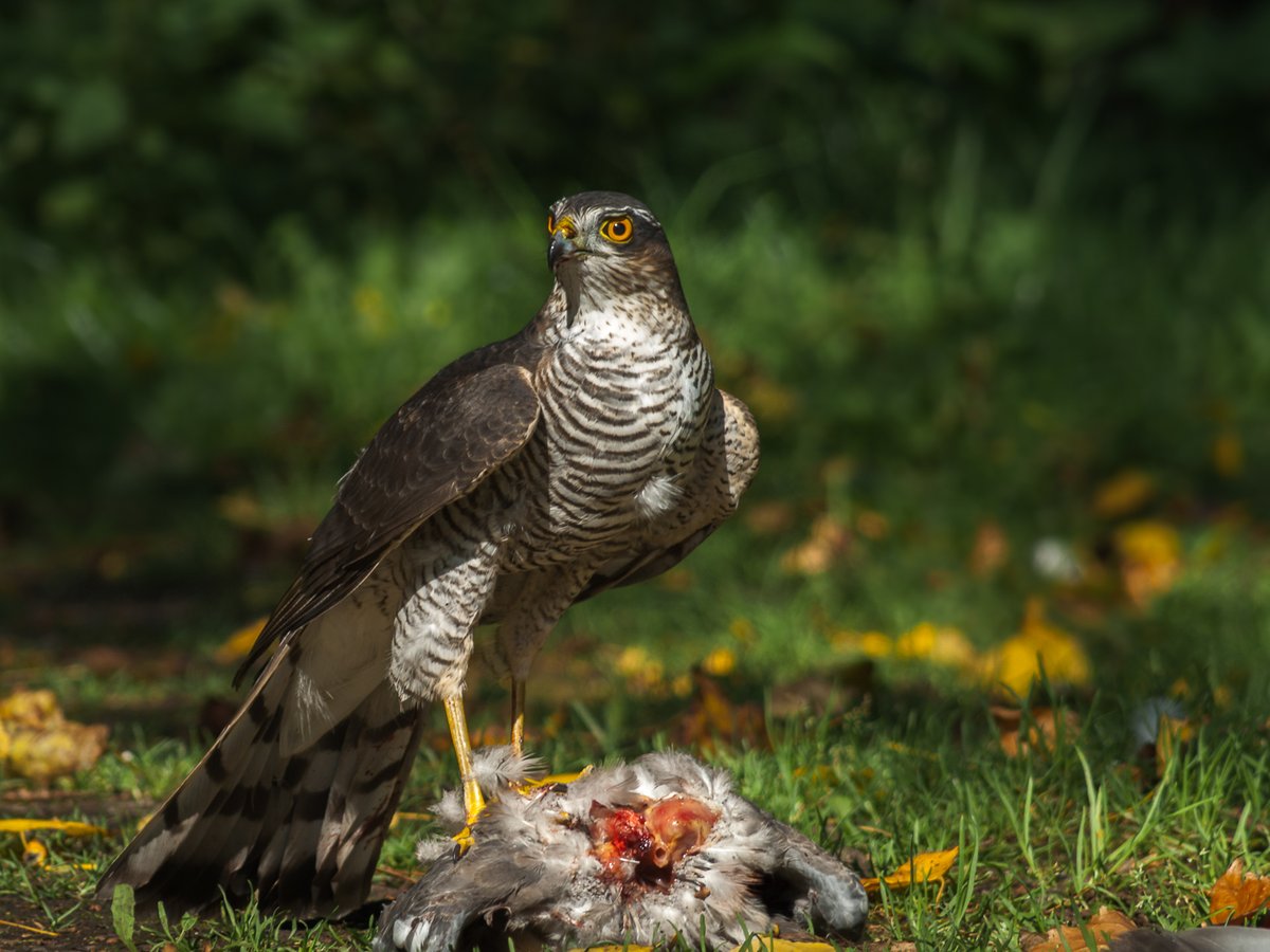 karl_batchelor's tweet photo. Sparrow hawk with it's kill. #sparrowhawk #birdsoftwitter #birdofprey #birdsofbritain #photooftheday #NaturePhotography #naturelover #karlbatchelor https://t.co/vzNIswnxpm