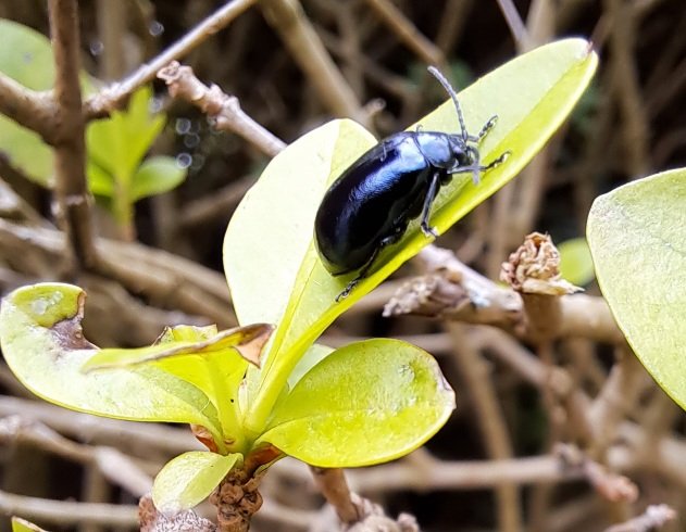 QtheOwl's tweet photo. @The_RHS Hi Becky, Found a couple of Alder Beetles on a golden leaved Privet, please could you confirm? https://t.co/t2GSgF67At