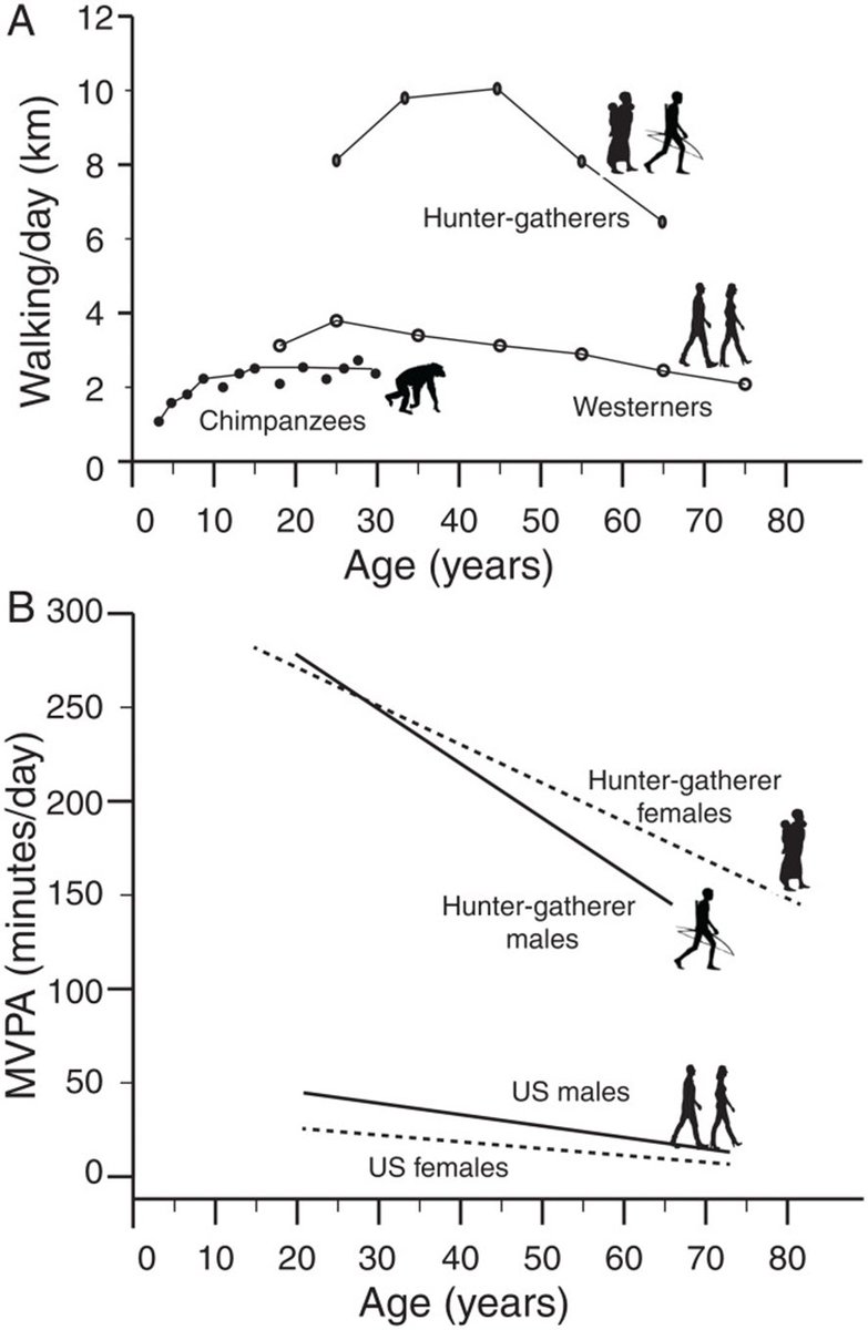 IntraMedNet's tweet image. Un adulto EE.UU. da 4.774 pasos/día, ∼3 km, realiza menos de 30 min/d de act. física moderada a vigorosa (MVPA), tasa metabólica basal 1,6 a 1,7. Los adultos cazadores-recolectores dan 15.800 pasos/día, 9 a 15 km, 135 min/d MVPA y TMB 1,9. La diferencia se mantiene con la edad.