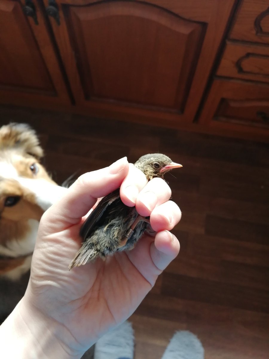 WelshLassy1989's tweet photo. Fully expect our #OneAndOnly ringed bird in the garden to come back catted, but at least it now counts for something! Found in damp grass, so dried off before receiving a @_BTO ring and flew into the log pile with parents in attendance. #BirdRinging #NestingNeighbours @HughHanmer https://t.co/1W2Cohxmkt