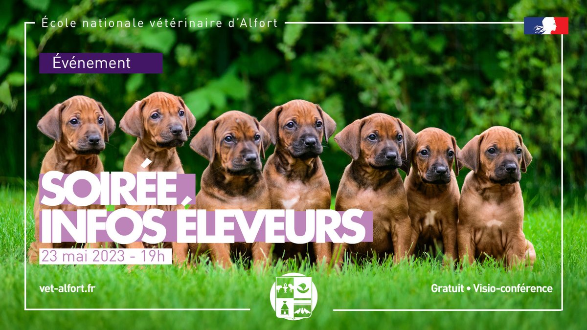 NOUVEAU - 𝗟'𝗘𝗻𝘃𝗔 𝗽𝗿𝗼𝗽𝗼𝘀𝗲 𝘂𝗻𝗲 "𝗦𝗼𝗶𝗿𝗲́𝗲 𝗶𝗻𝗳𝗼𝘀 𝗲́𝗹𝗲𝘃𝗲𝘂𝗿𝘀". 
Profitez de l'expertise des spécialistes de l'unité de médecine de l'élevage et du sport et posez vos questions. 
📌 23/05 - 19h 
👉 En visio, gratuite 
👉 Infos : vet-alfort.fr/soiree-infos-e…