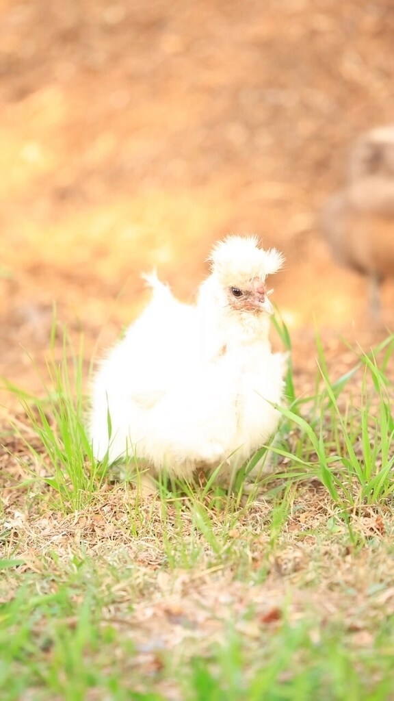 pocketmacro's tweet image. Chickens are the original tillers 😂😂😂💖 #silkiechicken #silkies #fluffychickens #chickens #silkiechickenshttps://instagr.am/reel/CsBasMFvPeO/