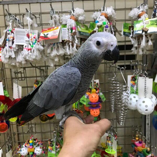 We sell birds that are of the highest quality and the essential pet products to keep them healthy and vibrant
@ bit.ly/3pp1cm5
#birds #parrots #lovebirds #pet #petcare #parakeets #lovebirs #petproduct #service #business #online #classified #ads #classifiedads #kuwaitcity