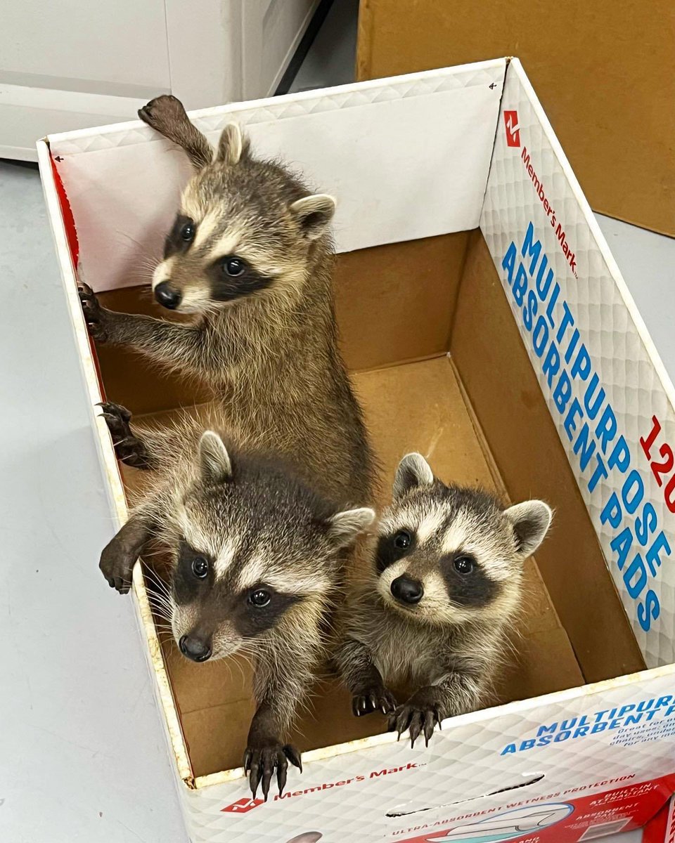 ARAI ❤️🦝 (@sweetraccoons) on Twitter photo 