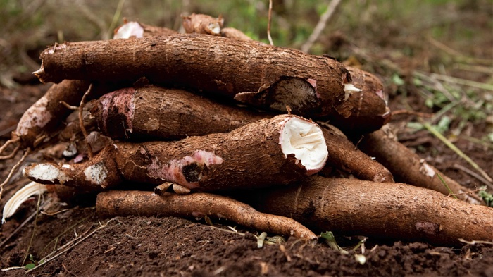 kenaff_farmers's tweet photo. Dear farmers! Cassava is one of the most versatile and resilient crops in Kenya. 

Its drought-resistant properties make it an essential food source for millions, while its health benefits make it a valuable addition to any diet.

Learn more: https://t.co/x7EEJUwIie https://t.co/uFRo2NV7BP