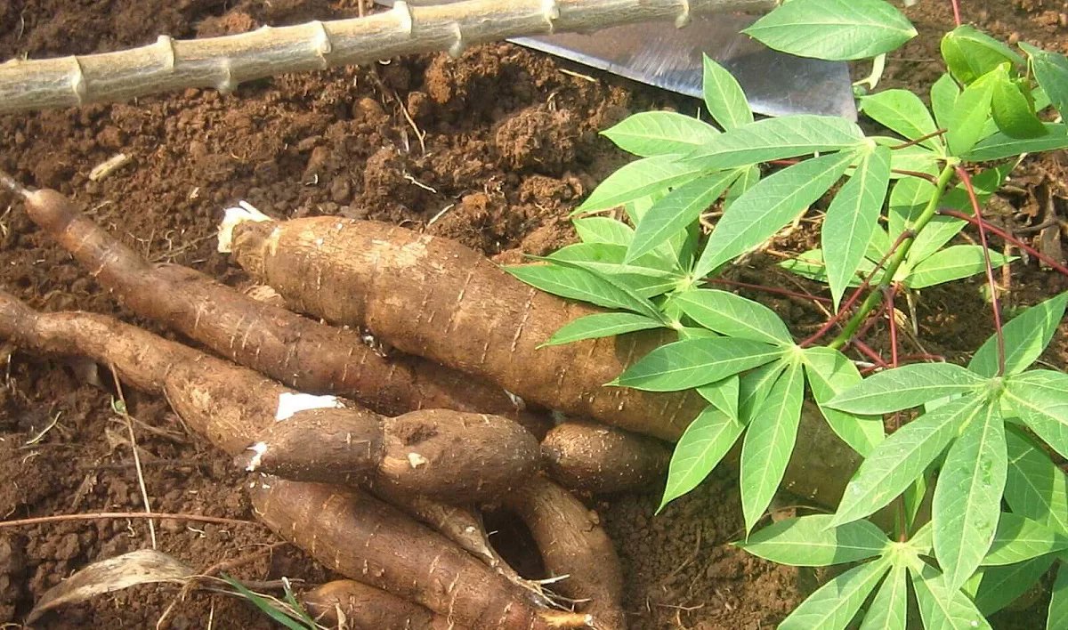 kenaff_farmers's tweet photo. Dear farmers! Cassava is one of the most versatile and resilient crops in Kenya. 

Its drought-resistant properties make it an essential food source for millions, while its health benefits make it a valuable addition to any diet.

Learn more: https://t.co/x7EEJUwIie https://t.co/uFRo2NV7BP
