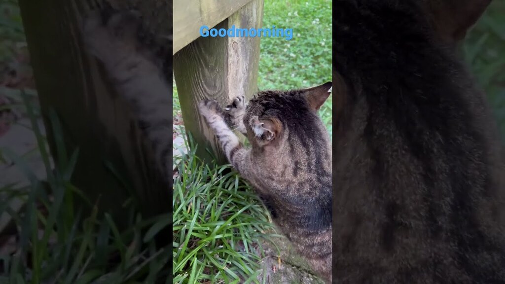 New video by Realzies Cuts: Fuzzilla Tuesday morning scratch #happycats #fuzzilla #tuesdaymorning  May 9, 2023 at 07:44AM