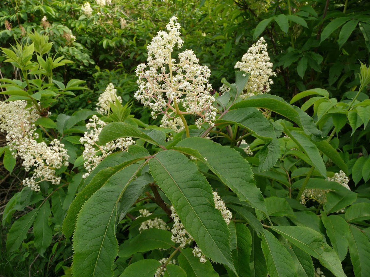 Latimer from GrRapids, MN #phenology

leafing out (stem of first leaf emergest - petiole):

red elderberry
nannyberry
canada fly honeysuckle

#kaxemorning