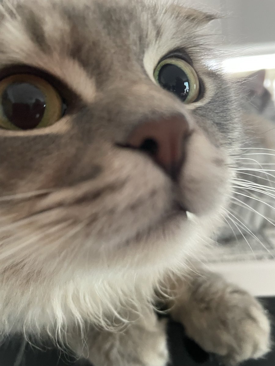 再投薬21日目💊
3725ｇ／37.9℃
再投薬始めてから、体重が増えました😌
今は、再発と神経性のものだからか、前回の倍の量の薬を飲んでます💊
あげる私も、飲んでくれるらいも、すっかり上手になりました😊
このまま順調に回復してくれるといいな🍀
#FIP闘病中 #FIP再発 #スコティッシュフォールド