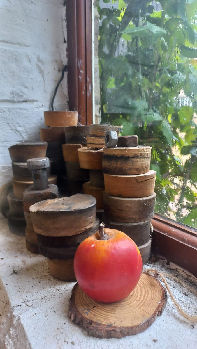 BlueBarrelCider's tweet photo. The humble 'Jordans Bitter' we grafted from a seedling we found in a carpark in Notts
It's intensely bitter, without doubt the bitterest apple we've ever tasted &amp; v. tough, this apple is still intact 6 months after being picked! 
We will get it DNA tested this year.
#Crazyapple https://t.co/Vk67ASfAgD